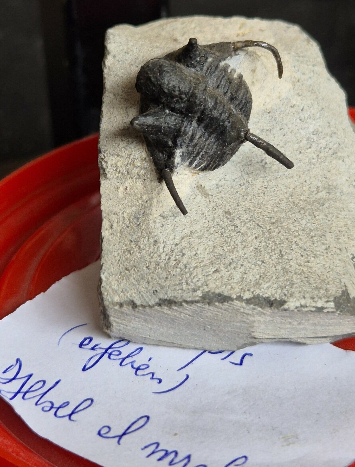 Cyphaspis du Dévonien