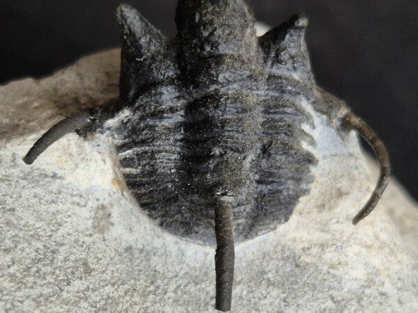 Cyphaspis du Dévonien