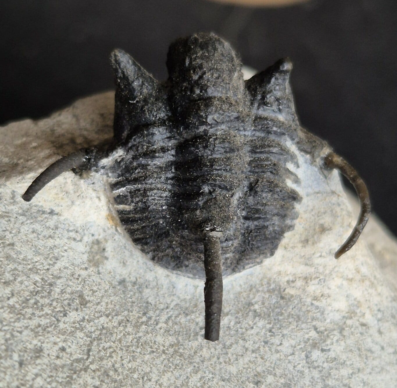 Cyphaspis du Dévonien