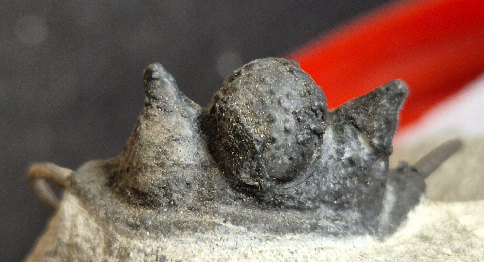 Cyphaspis du Dévonien