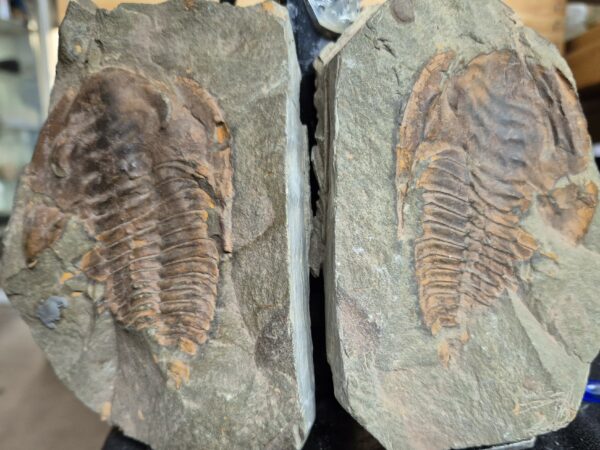 Trilobite Paradoxides