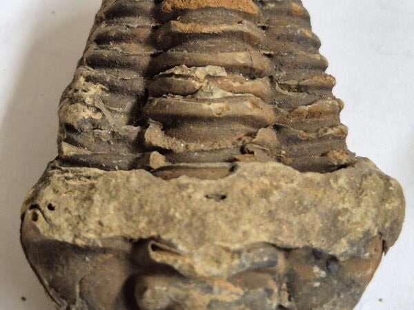 Calymène Ordovicien