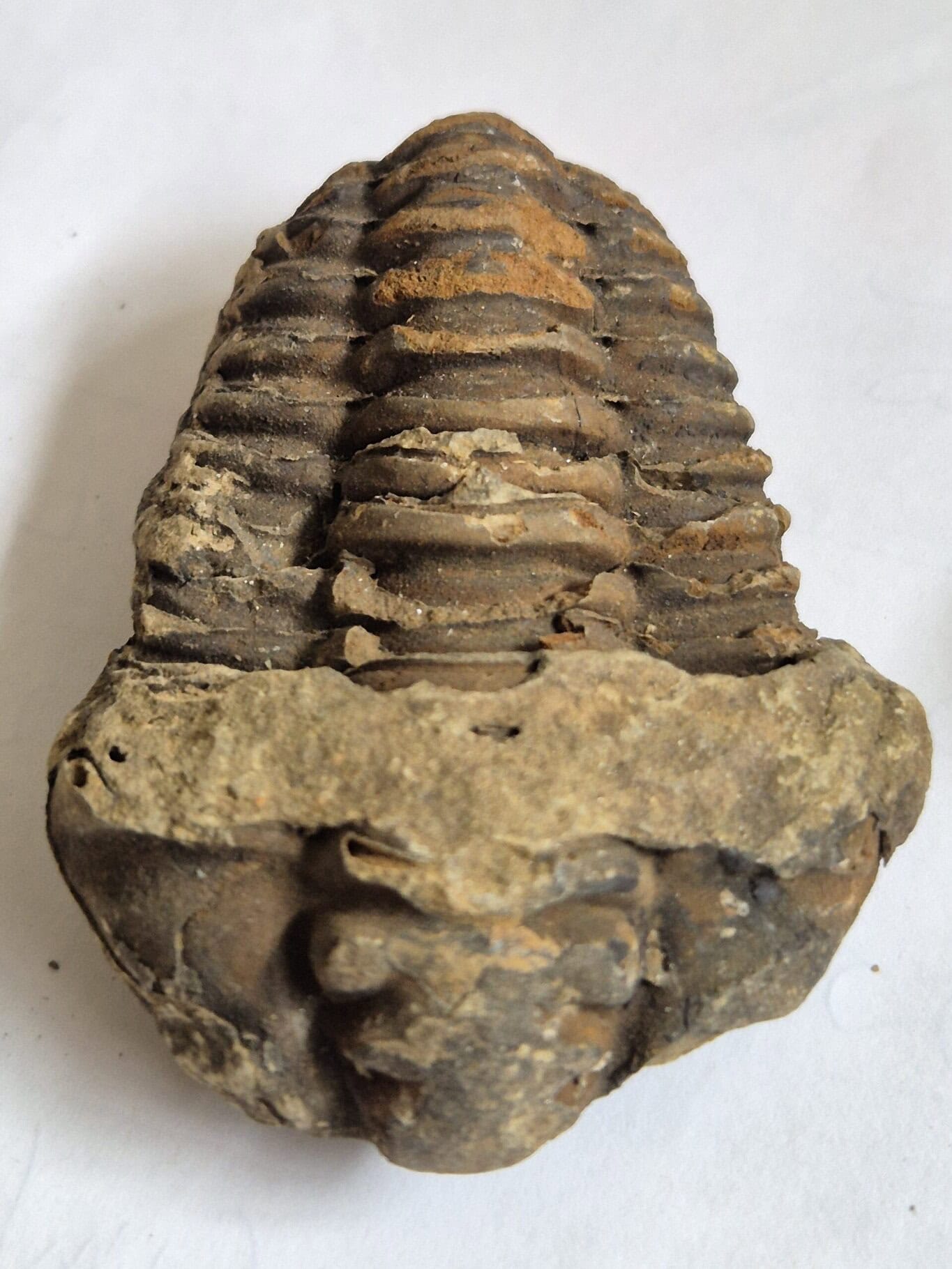 Calymène Ordovicien