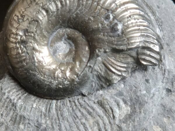 Harpoceras sur guangue