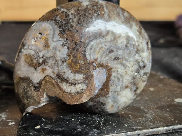 Goniatite