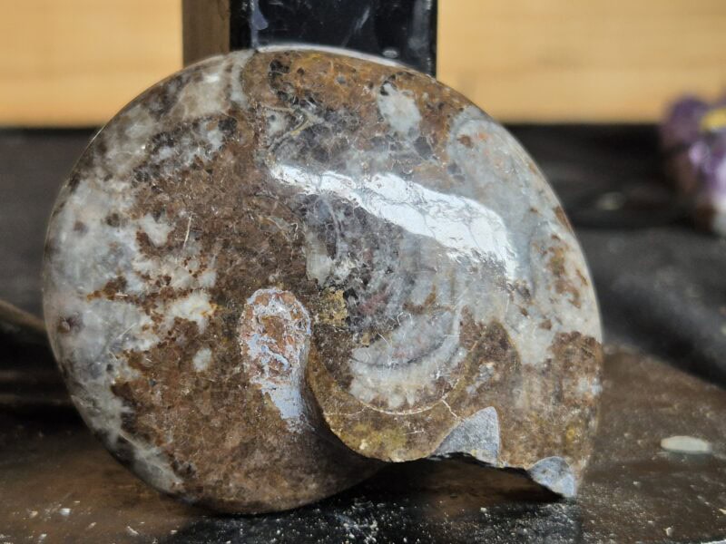 Goniatite