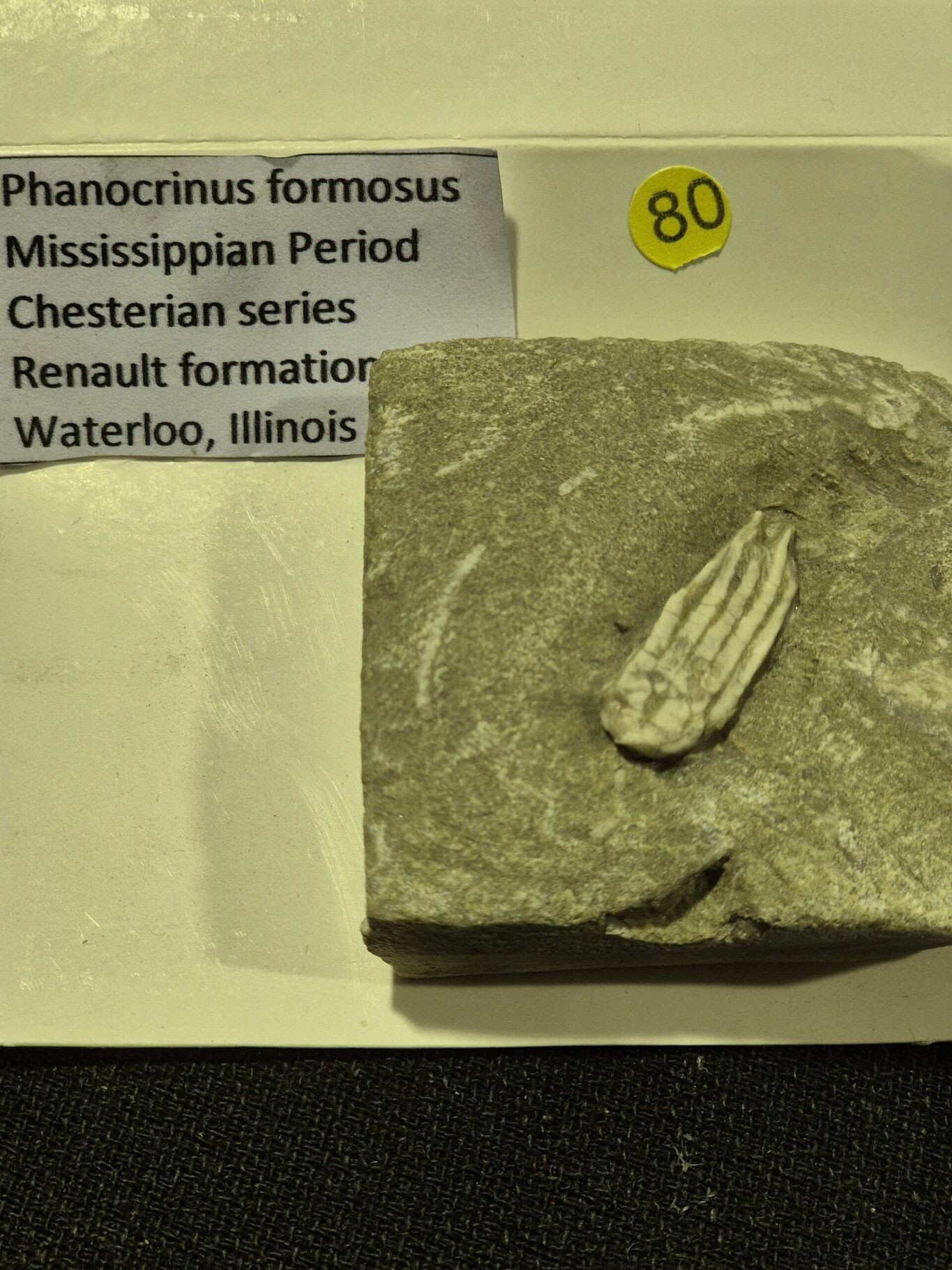 Phanocrinus