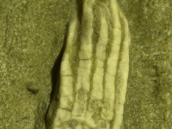 Phanocrinus formosus