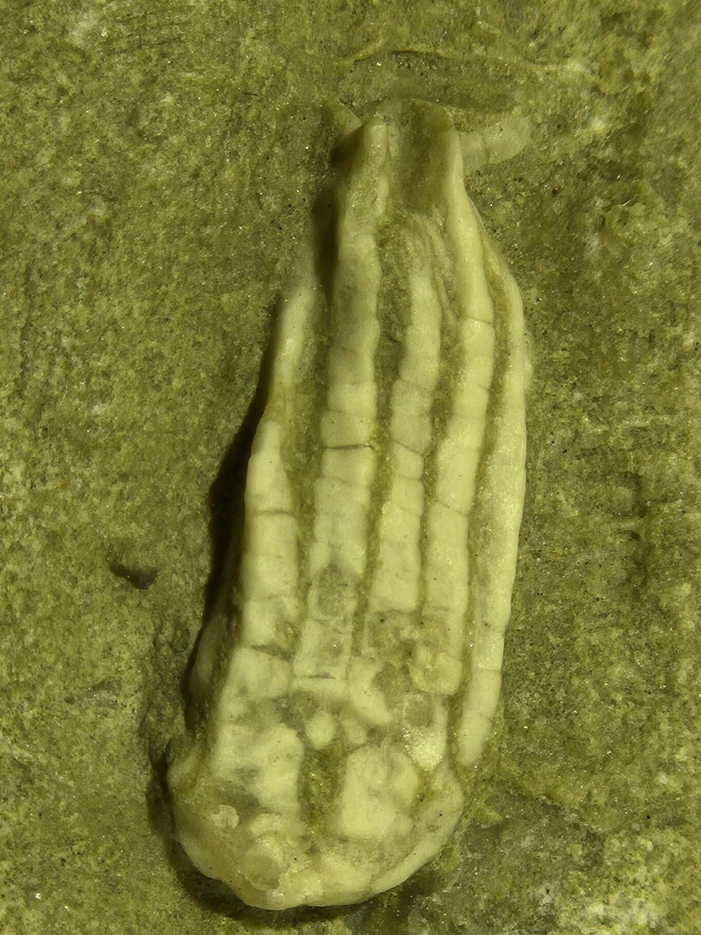 Phanocrinus formosus