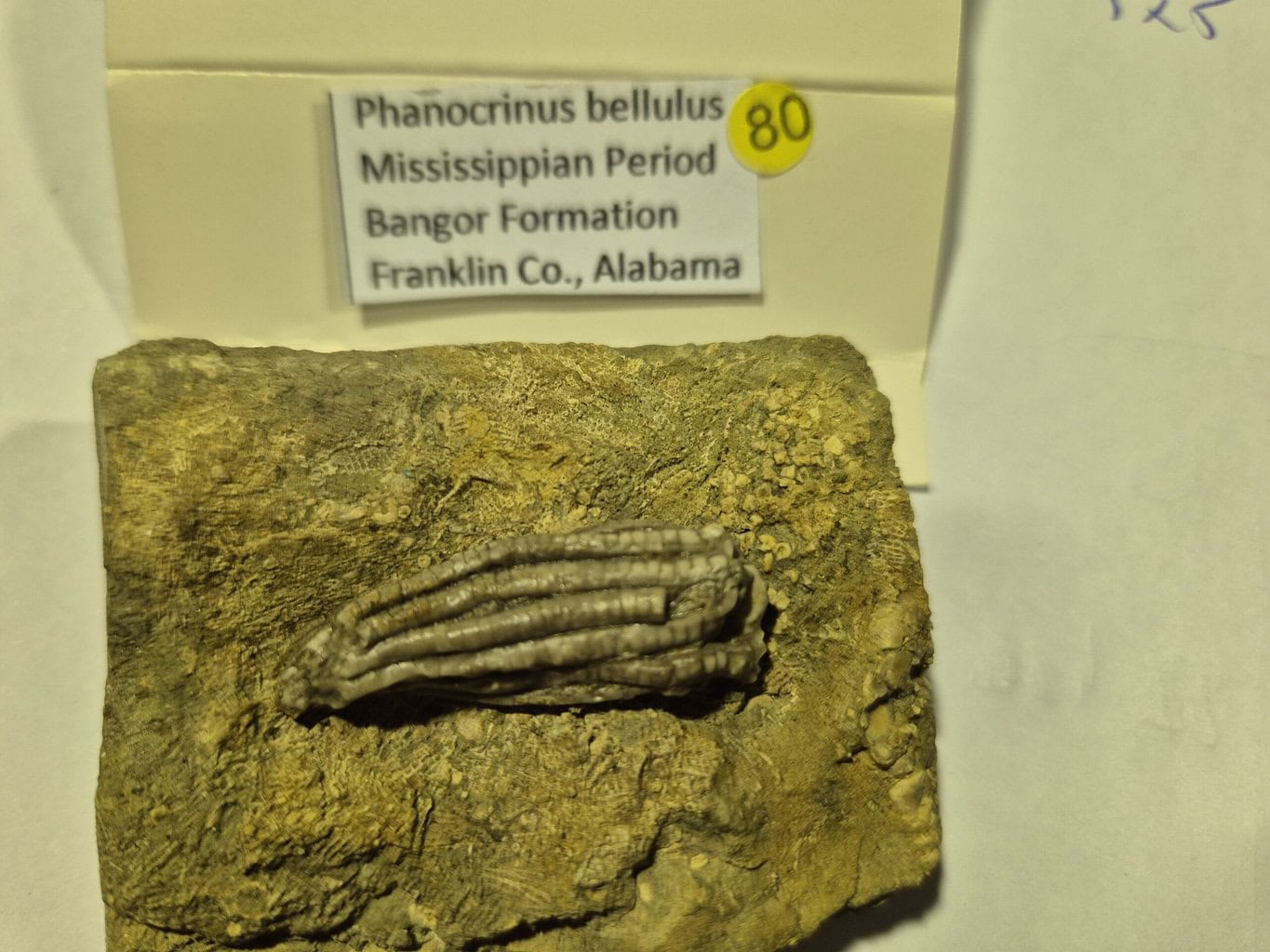 Phanocrinus Bellutus