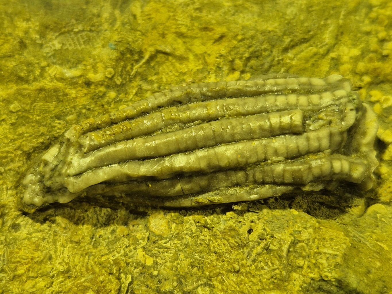 Phanocrinus Bellutus