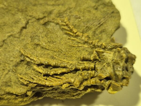 Daciocrinus spinosus