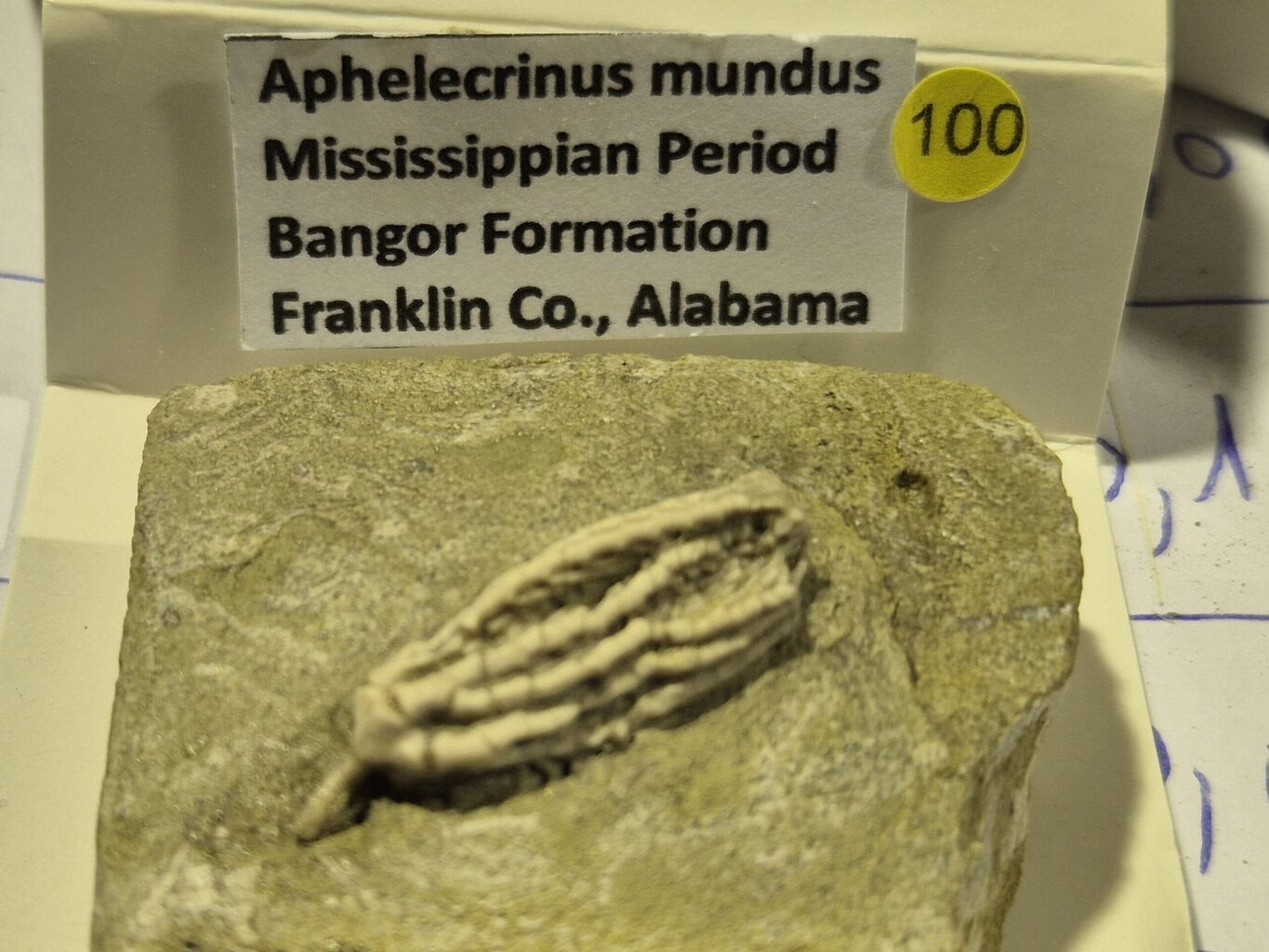 Aphelecrinus mundus