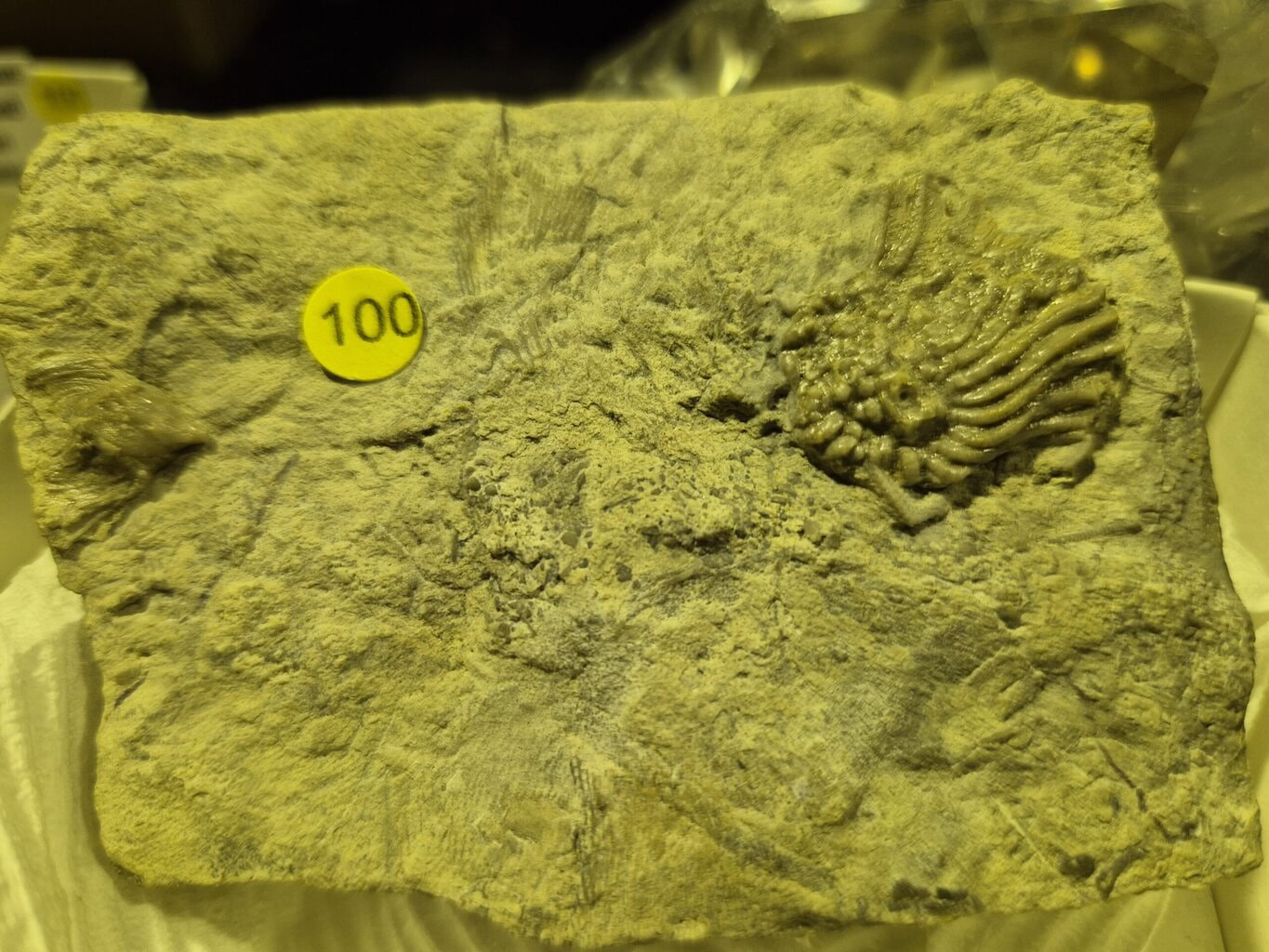 Origocrinus