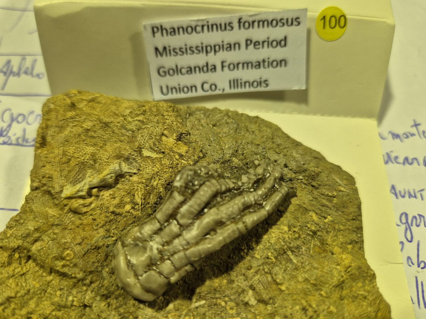 Crinoides Phanocrinus formosus