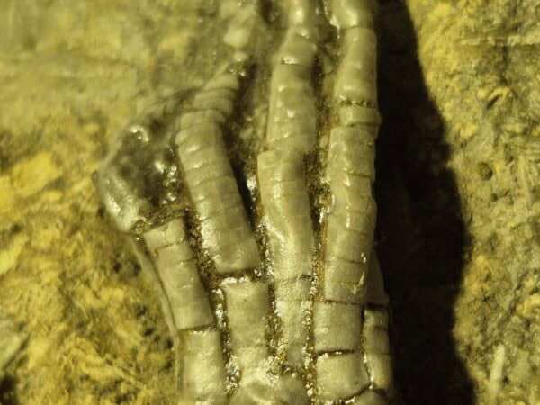 Crinoides Phanocrinus formosus