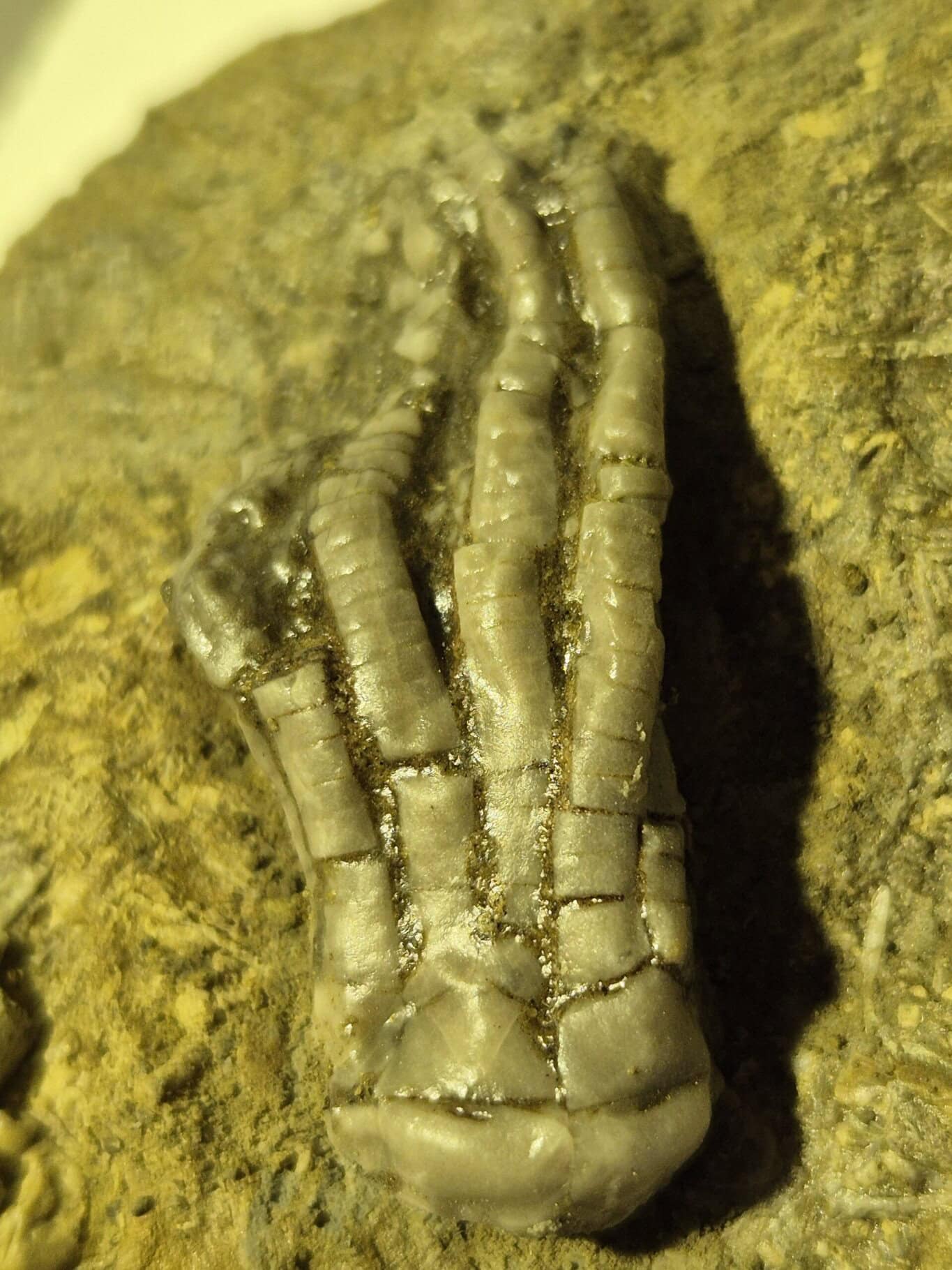 Crinoides Phanocrinus formosus
