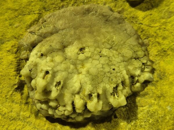 Physetocrinus ventricosus