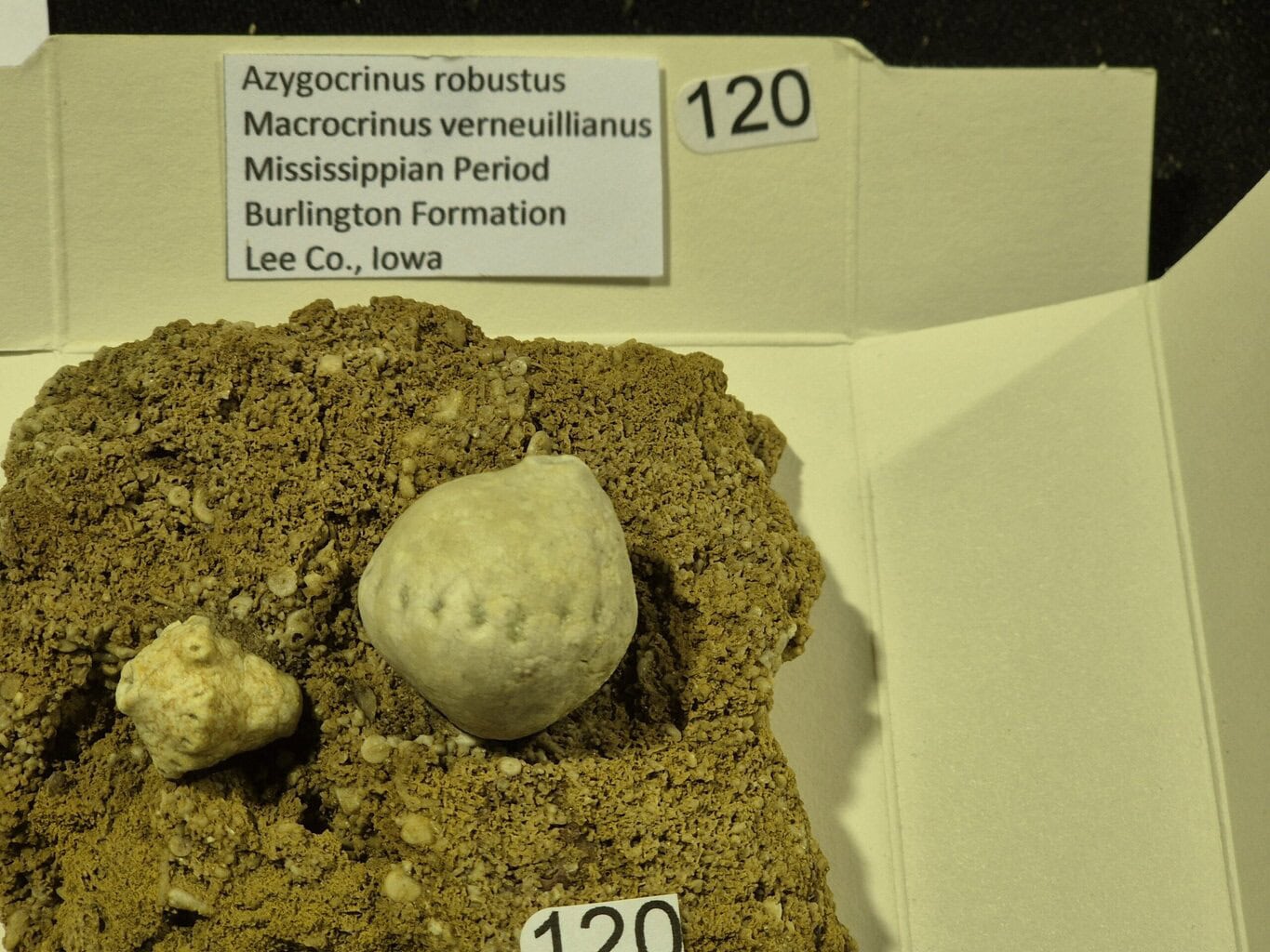 Azygocrinus et Macrocrinus