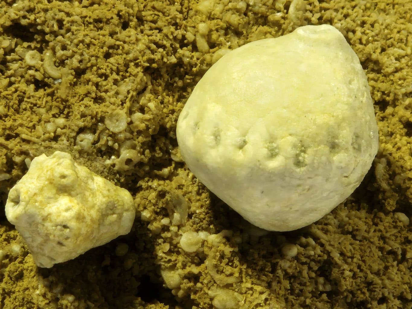 Azygocrinus et Macrocrinus