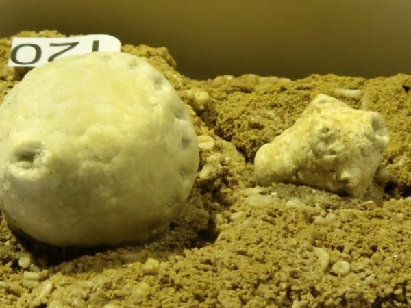 Azygocrinus et Macrocrinus