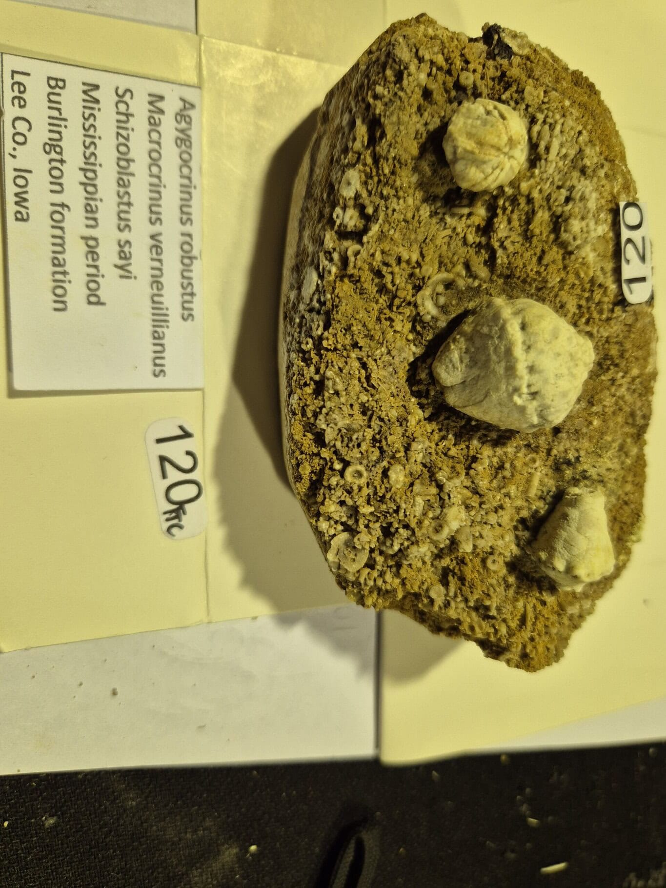 Azygocrinus Macrocrinus Schysoblastus