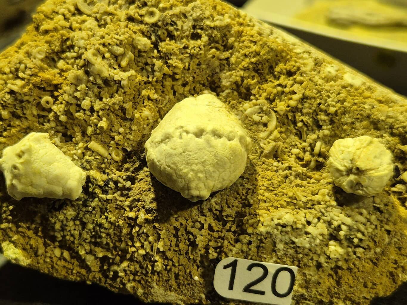 Azygocrinus Macrocrinus Schysoblastus