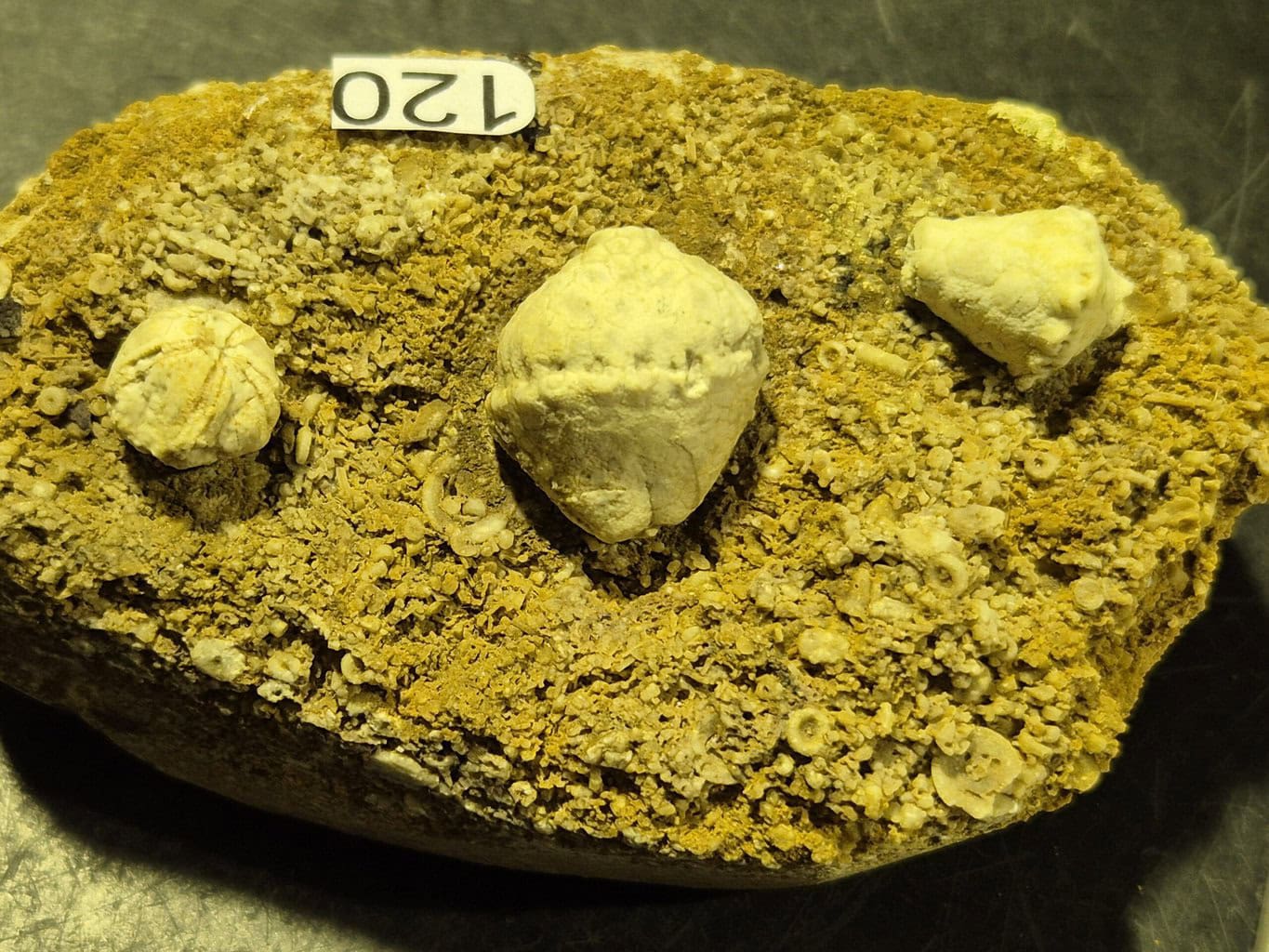 Azygocrinus Macrocrinus Schysoblastus