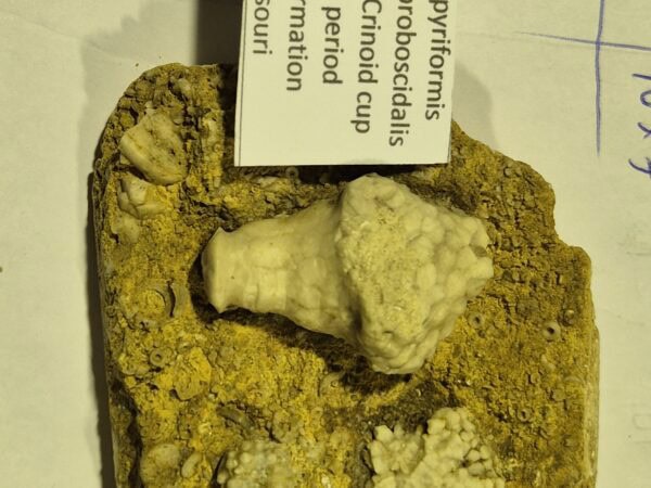 Uperocrinus cactocrinus