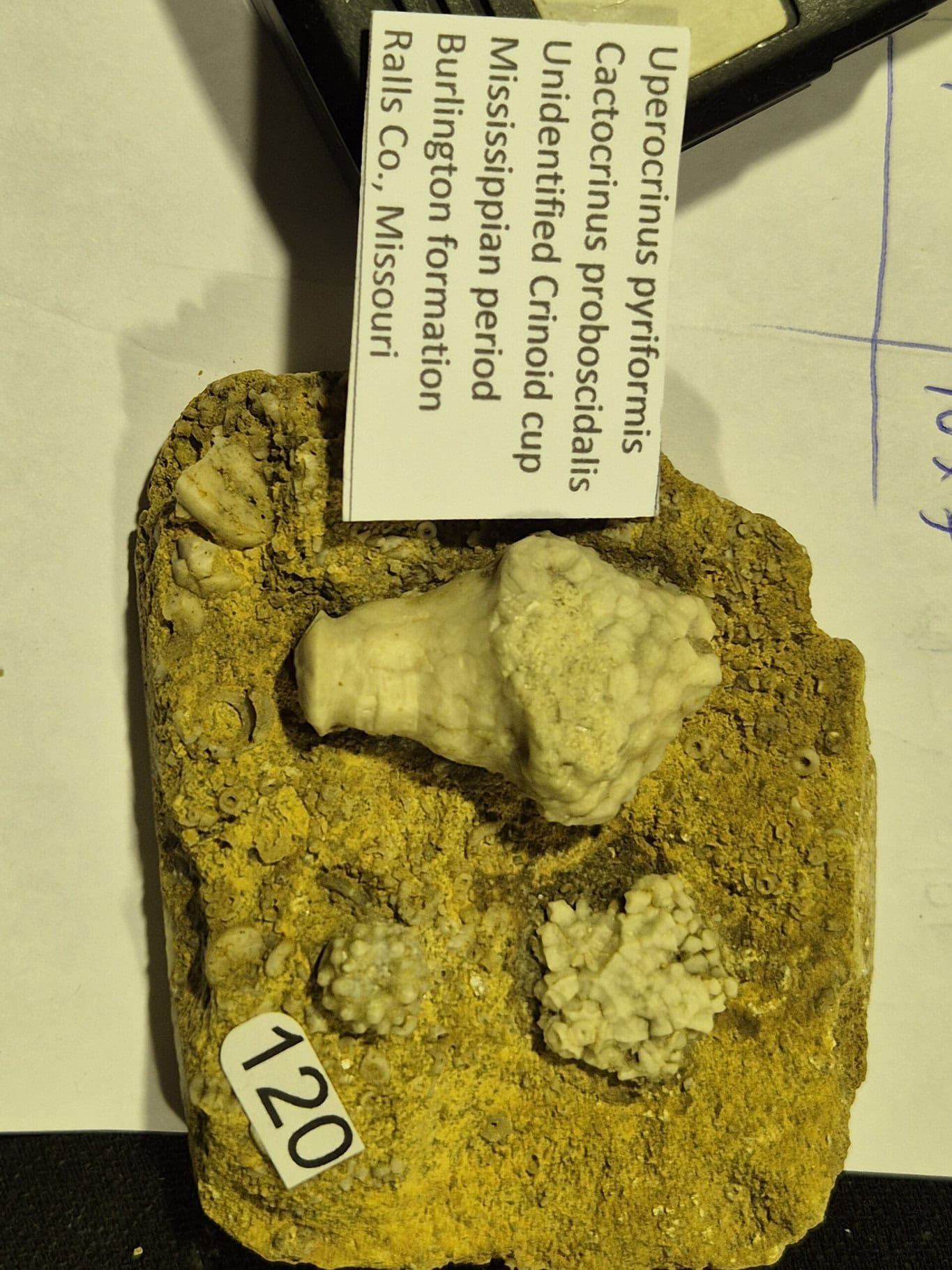 Uperocrinus cactocrinus