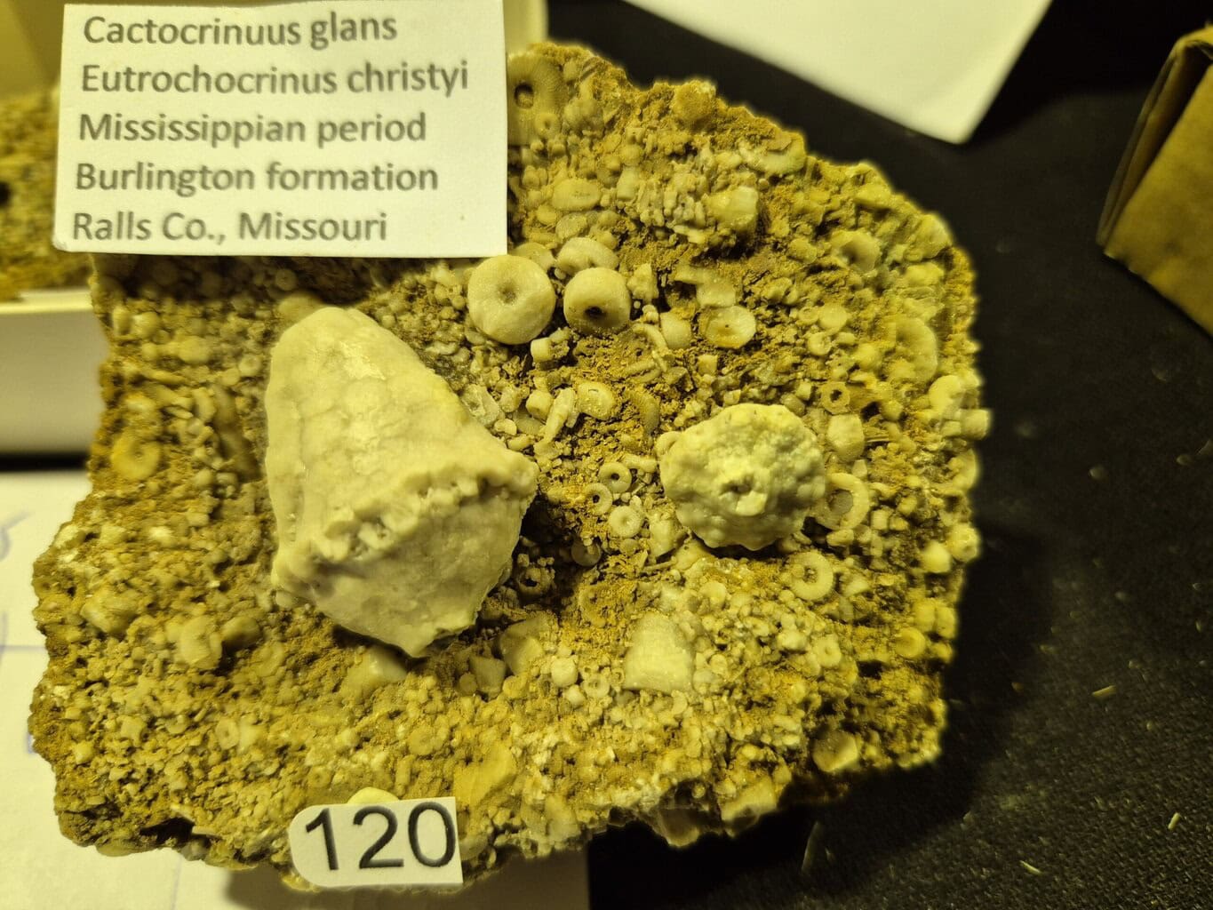 Cactocrinus Eutrochocrinus