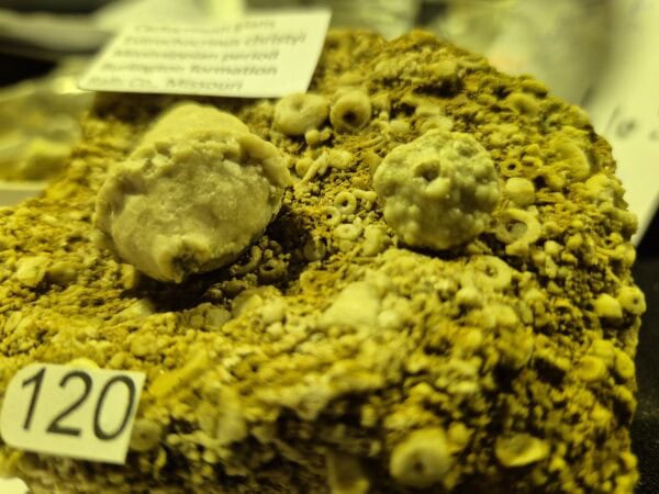 Cactocrinus Eutrochocrinus