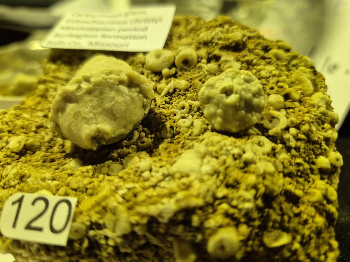 Cactocrinus Eutrochocrinus