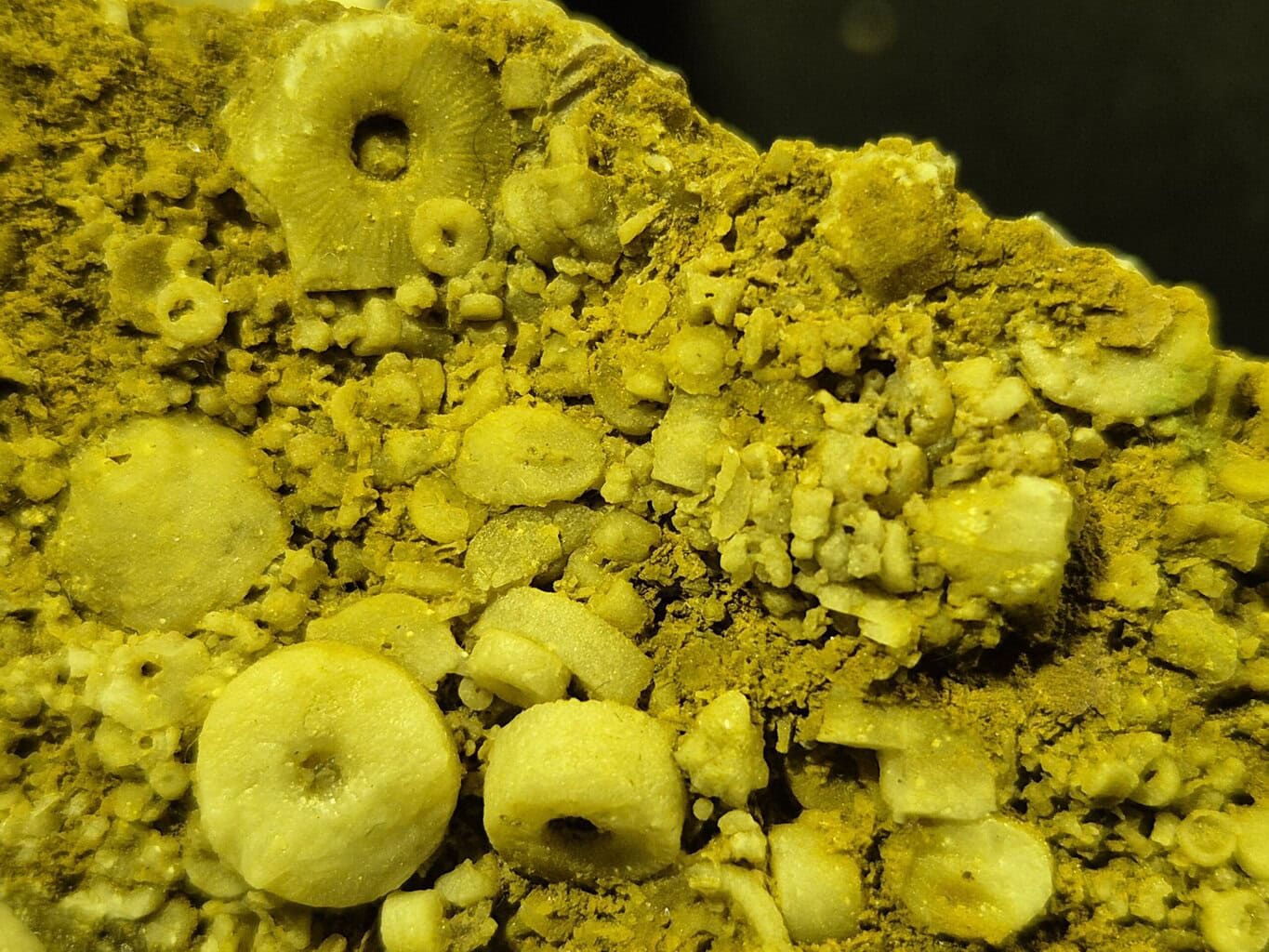 Cactocrinus Eutrochocrinus