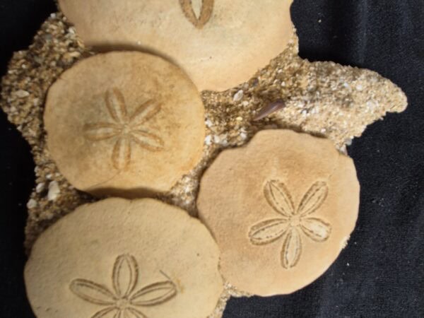 Scutellas helvétien