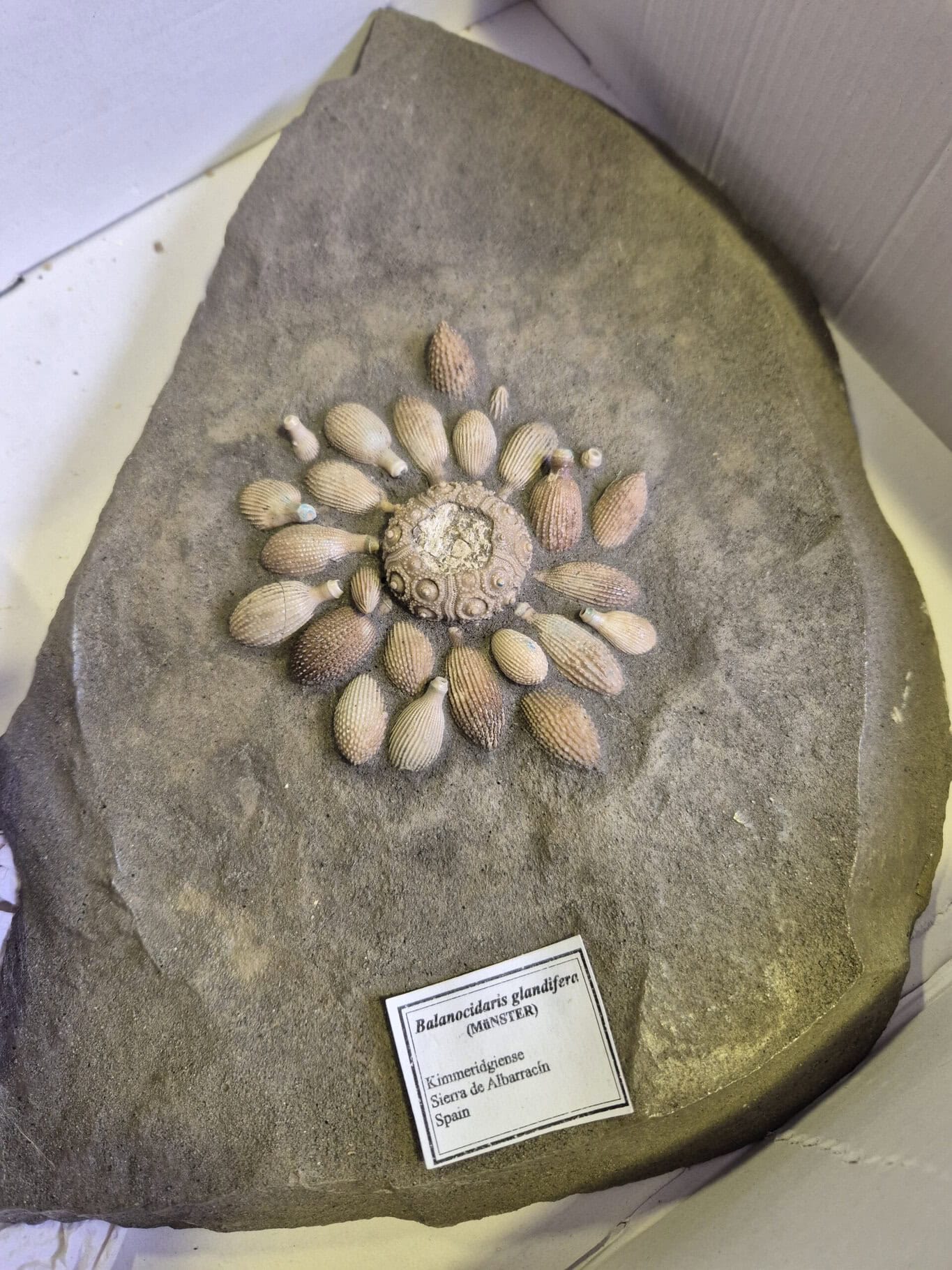 Balanocidaris glandifera