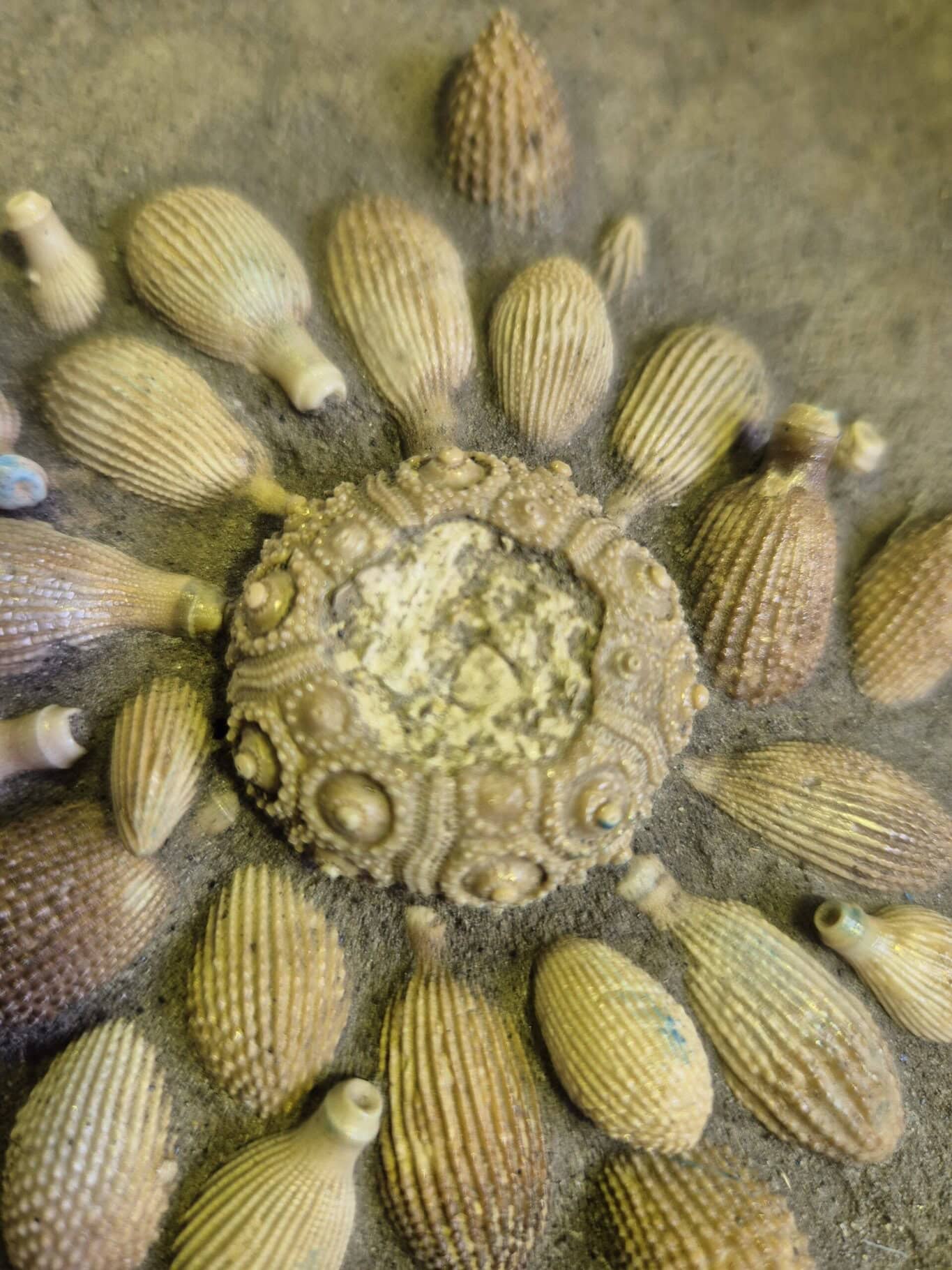 Balanocidaris glandifera