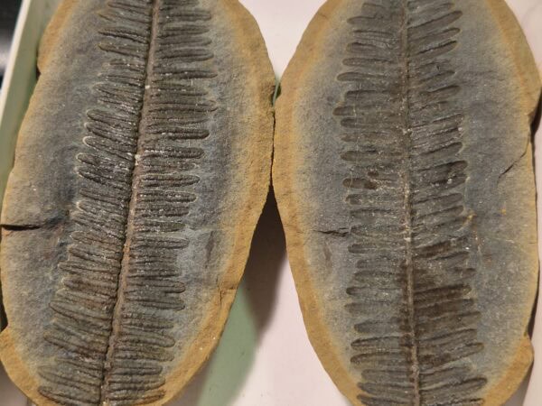 Crenulopteris acadica