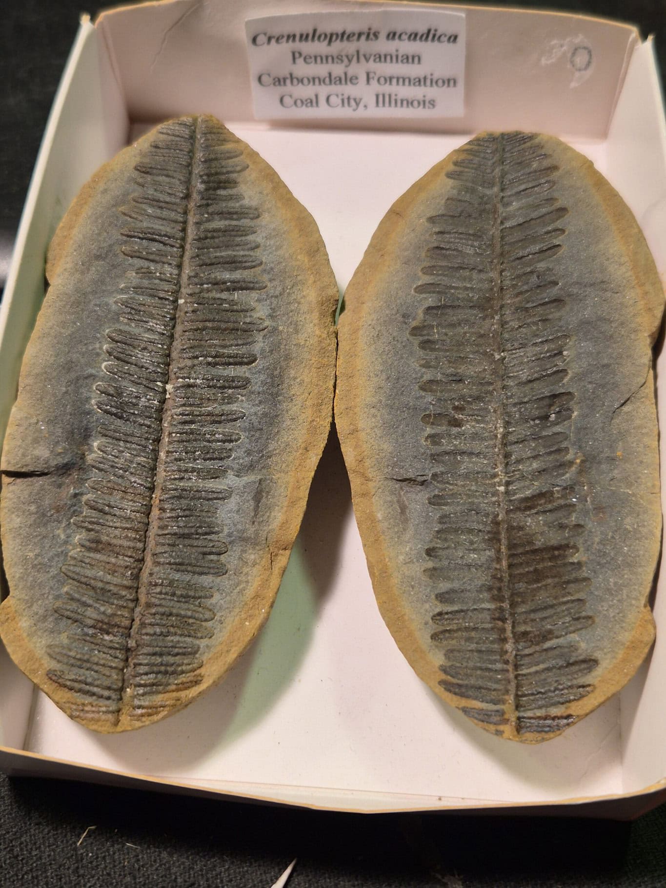 Crenulopteris acadica