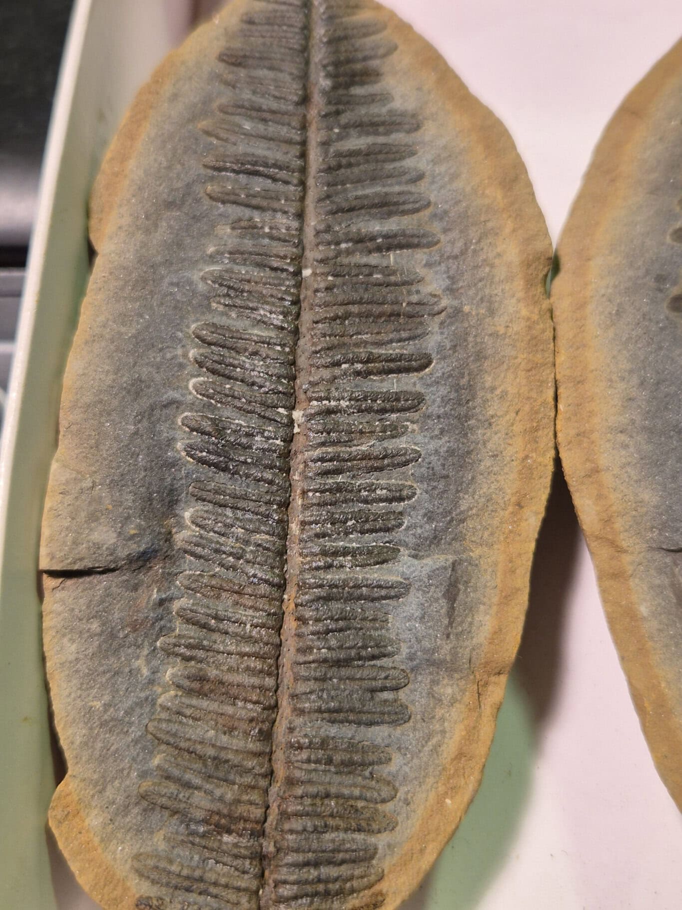 Crenulopteris acadica