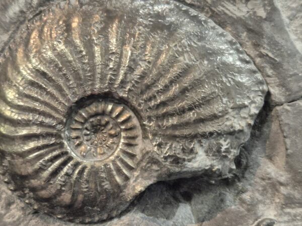 Amaltheus margaritatus sur guangue