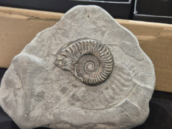 Arieticeras dans sa guangue