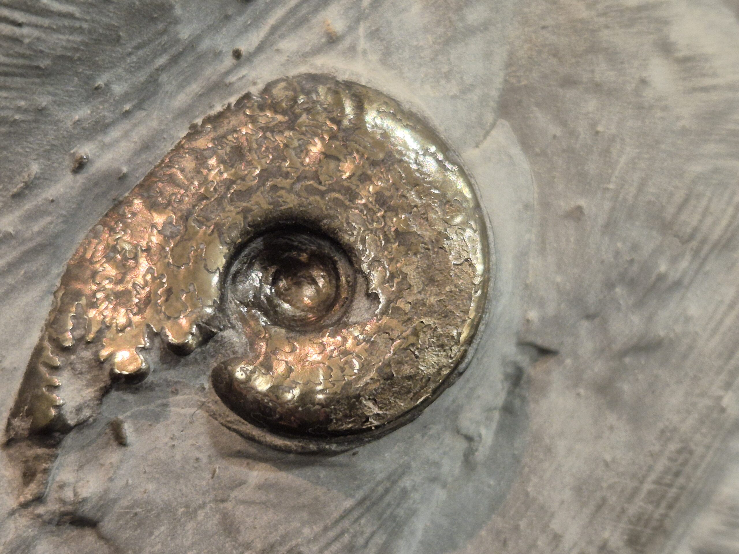 Harpoceras dans sa guangue