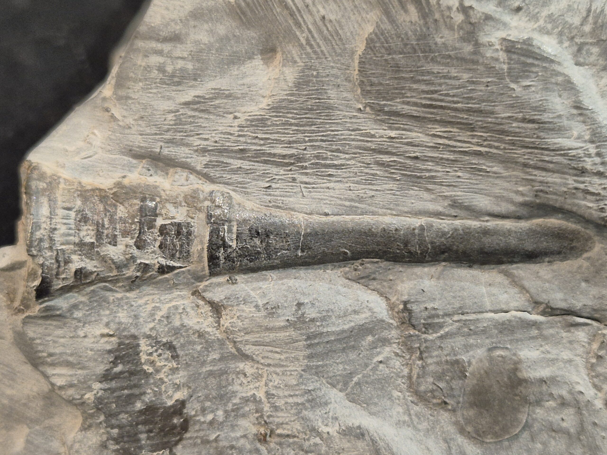 Belemnite et son phragmocone