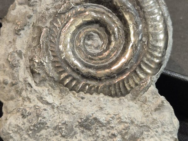 Hildoceras Larzac