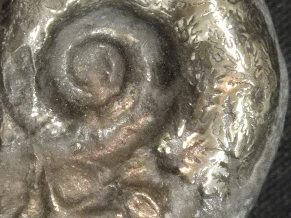 Lytoceras Larzac