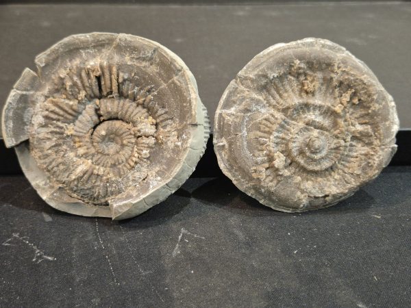 Perisphinctes de Beauvoisin