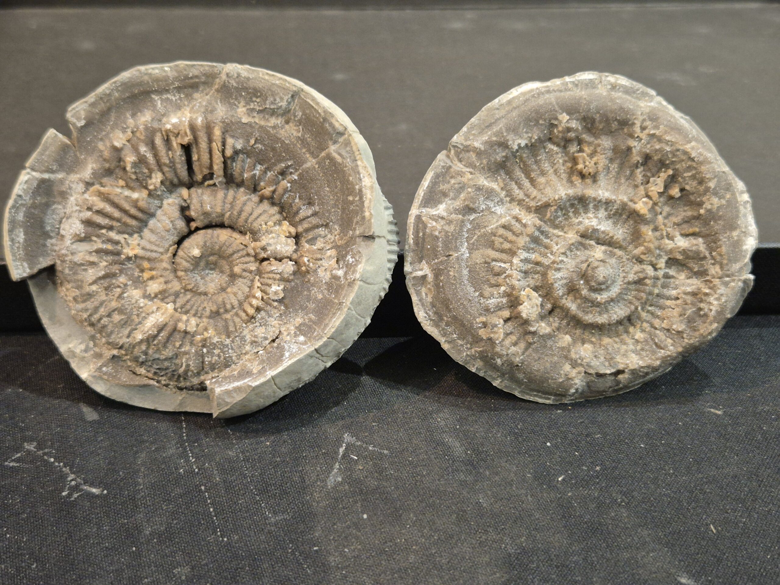 Perisphinctes de Beauvoisin