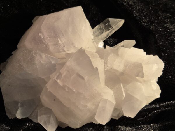 Cristal et Calcite font poulain