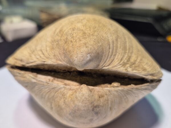 Bivalve Italie